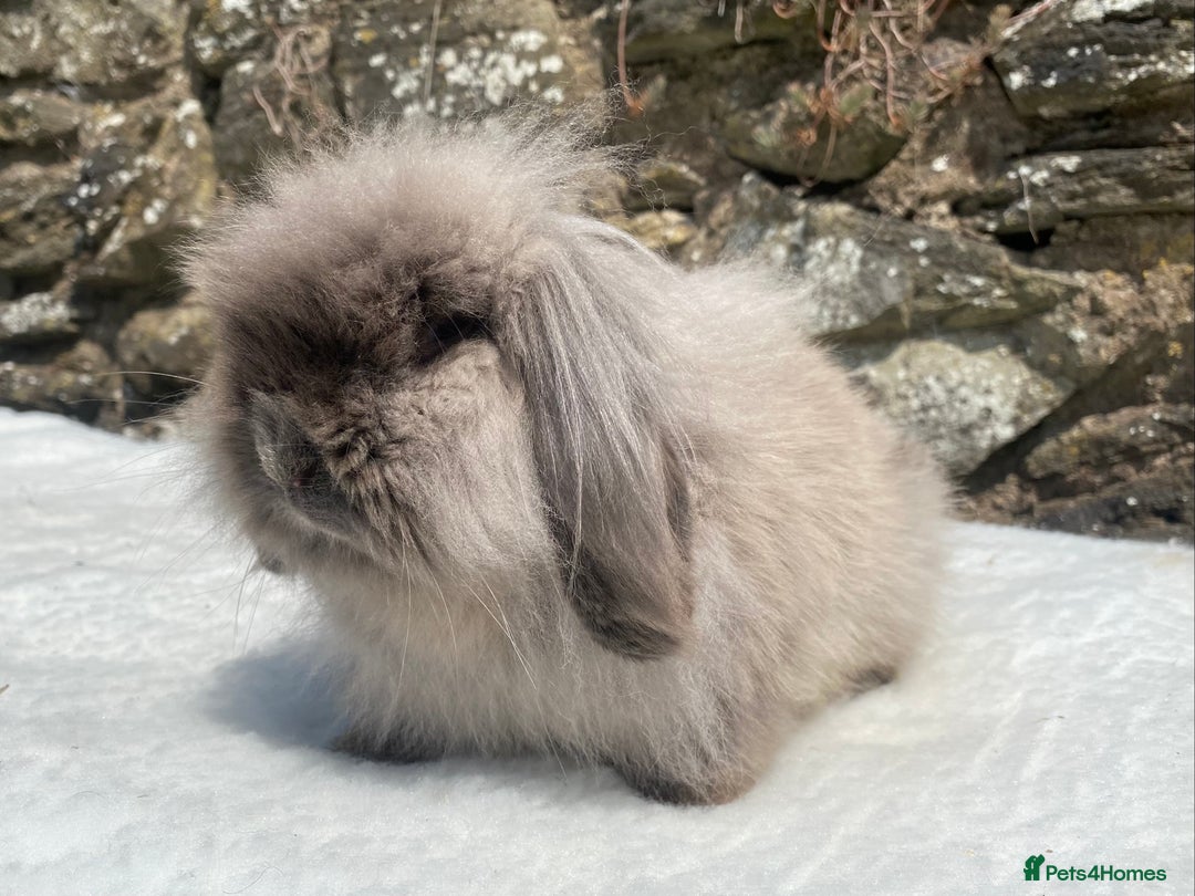 Mini Lop rabbits for sale: 3 pretty does needing new homes - Advert 22