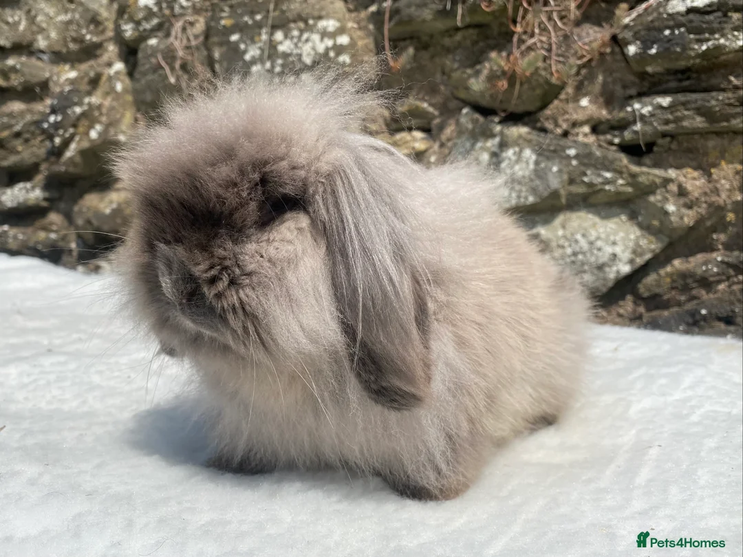 Mini Lop rabbits for sale: A pretty does needing a new home - Advert 22