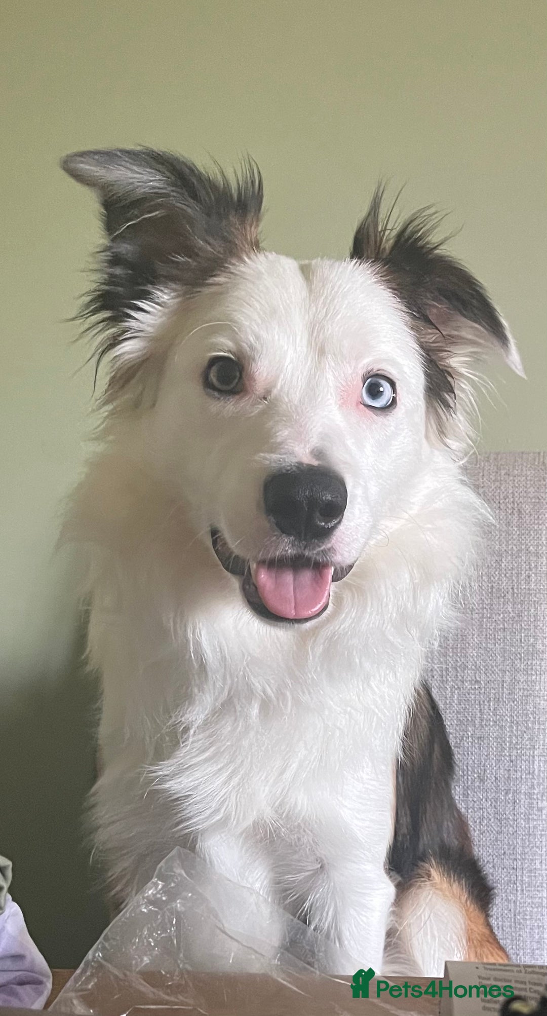 Border Collie dogs for stud: Gorgeous sable border collie for stud - Advert 1