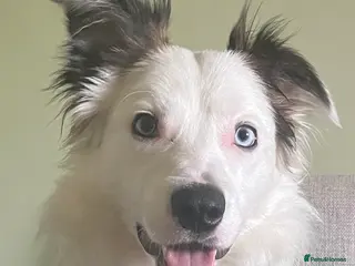 Border Collie dogs Gorgeous sable border collie for stud - Advert 7