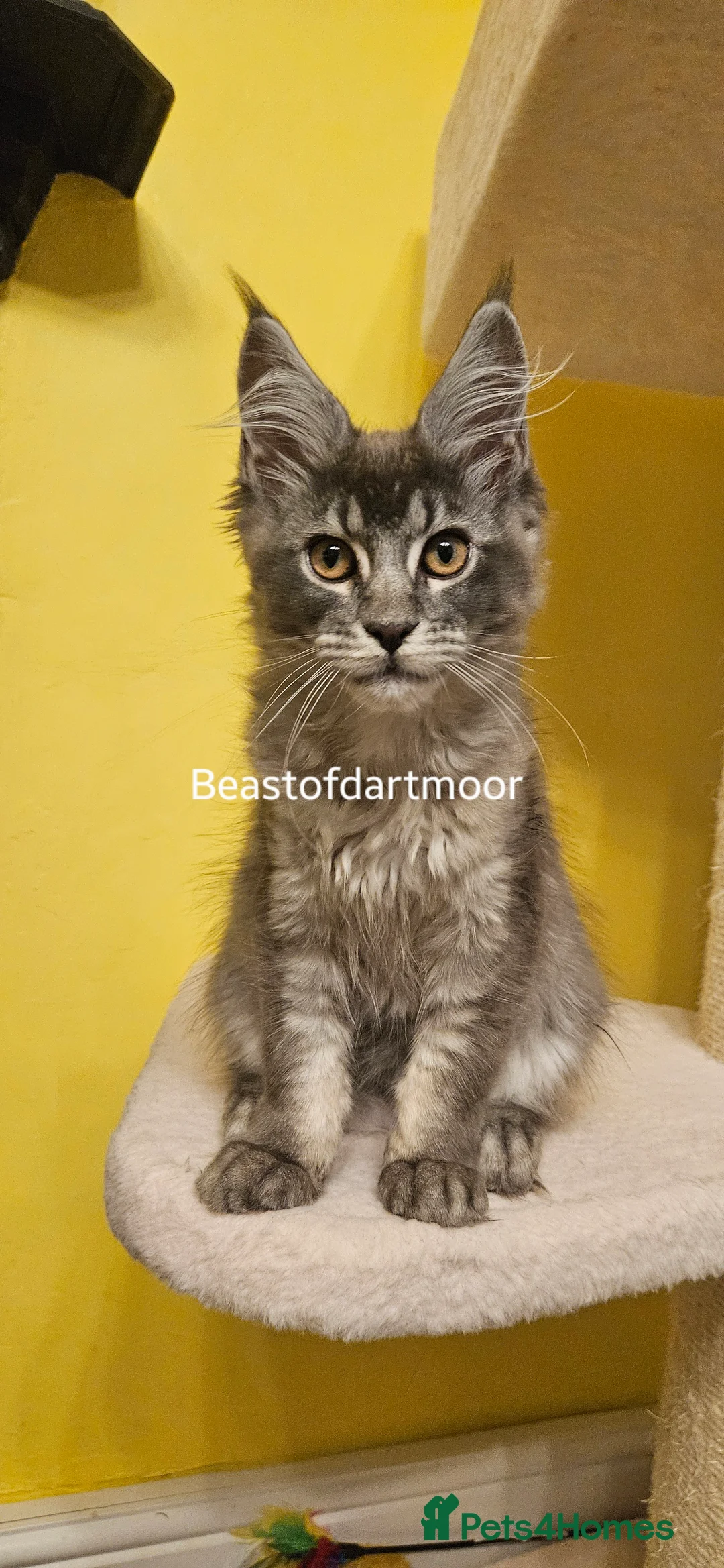 Maine Coon cats for sale: TICA Registered Maine Coon Kitten - Advert 4