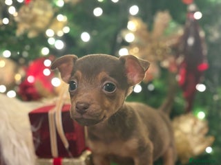 Jack Russell dogs Much Wenlock stunning miniature puppy - Advert 6