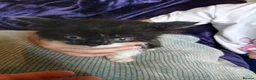 Mixed Breed cats for sale: Fluffy 8 week old kittens  - Advert 5