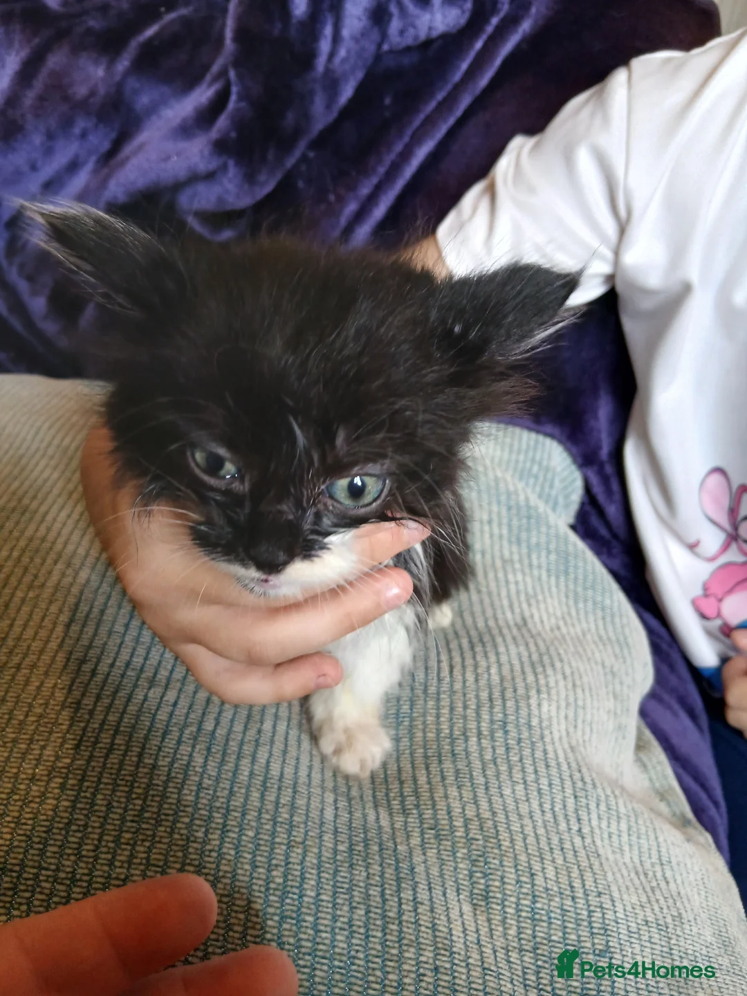 Mixed Breed cats for sale: Fluffy 8 week old kittens  - Advert 5