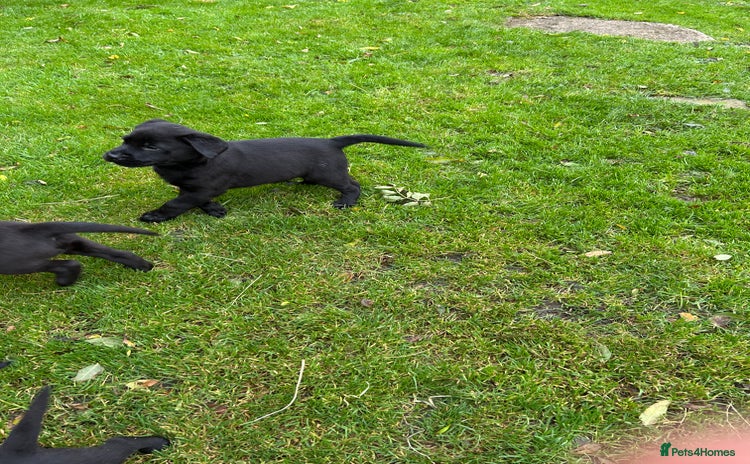 Labrador Retriever dogs - Advert 4