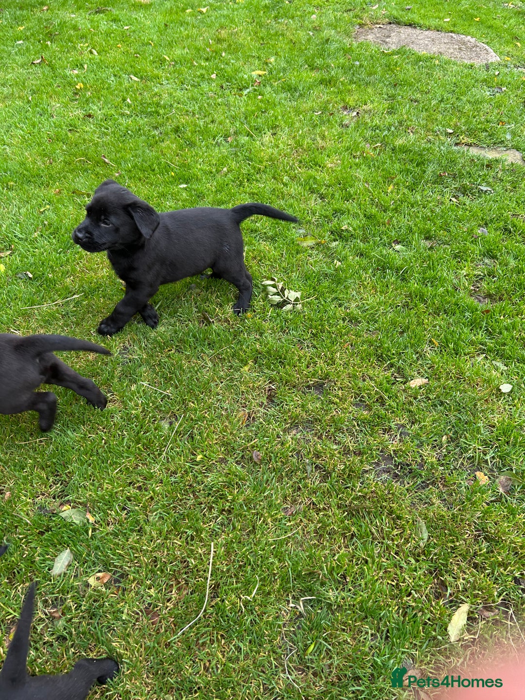Labrador Retriever dogs for sale: Labrador pups  - Image 1