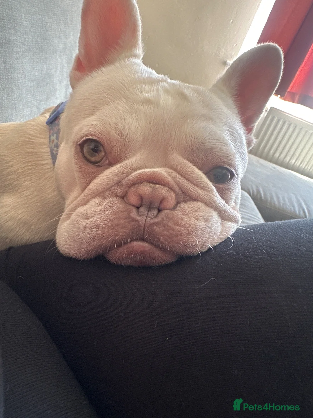French Bulldog dogs for sale: Coco  - Advert 2