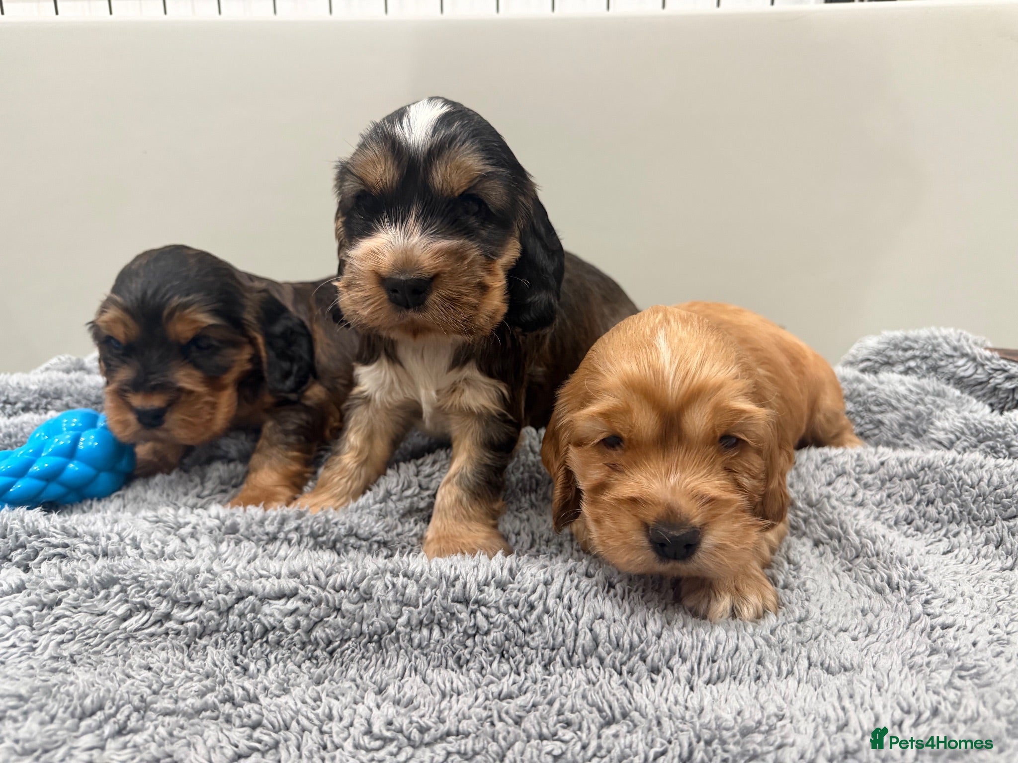 Cocker Spaniel dogs KC REG COCKER SPANIEL SHOW TYPE  - Advert 13
