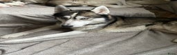Siberian Husky dogs for sale: Siberian Husky Puppies  - Advert 28