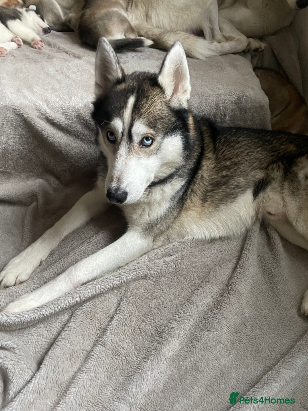 Siberian Husky dogs for sale: Siberian Husky Puppies  - Advert 28