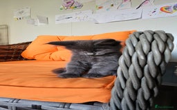 Maine Coon cats for sale: Tica registered maine coon giants kittens £1300 - Image 9