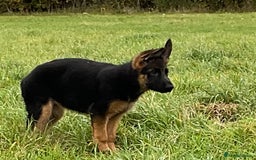German Shepherd dogs for sale: 25 years experience breeding German Shepherds  - Image 7