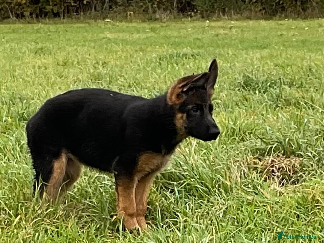 German Shepherd dogs for sale: 25 years experience breeding German Shepherds  - Image 7