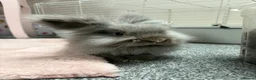 Mixed Breed rabbits for sale: Mini Lion Lop Bunnies  - Advert 10