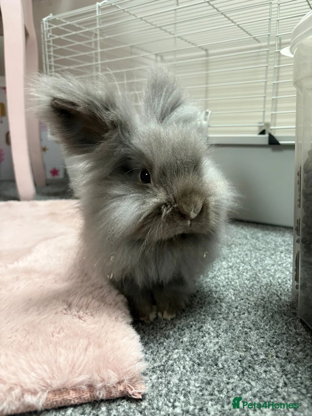 Mixed Breed rabbits for sale: Mini Lion Lop Bunnies  - Advert 10