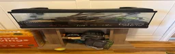 Scorpions invertebrates for sale: Asian forest scorpion  - Advert 1