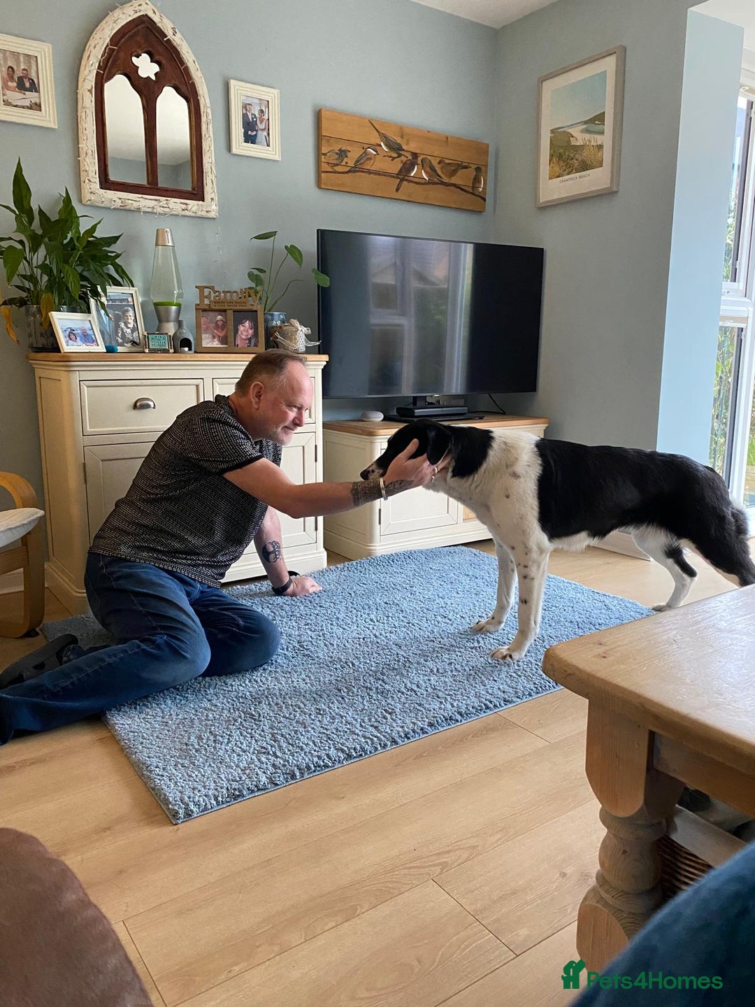 Mixed Breed dogs for adoption: 🐾 Meet Nala 🐾 - a loyal girl - for a Loving Home - Advert 7