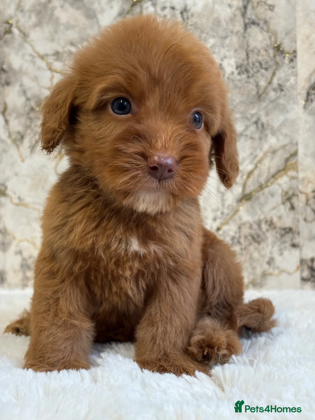 Cockapoo dogs for sale: F1 cockapoo puppies PRA FN clear - Advert 1