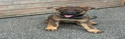 German Shepherd dogs for sale: Exceptional KC Reg Czech Working Line GSD Puppies - Advert 18