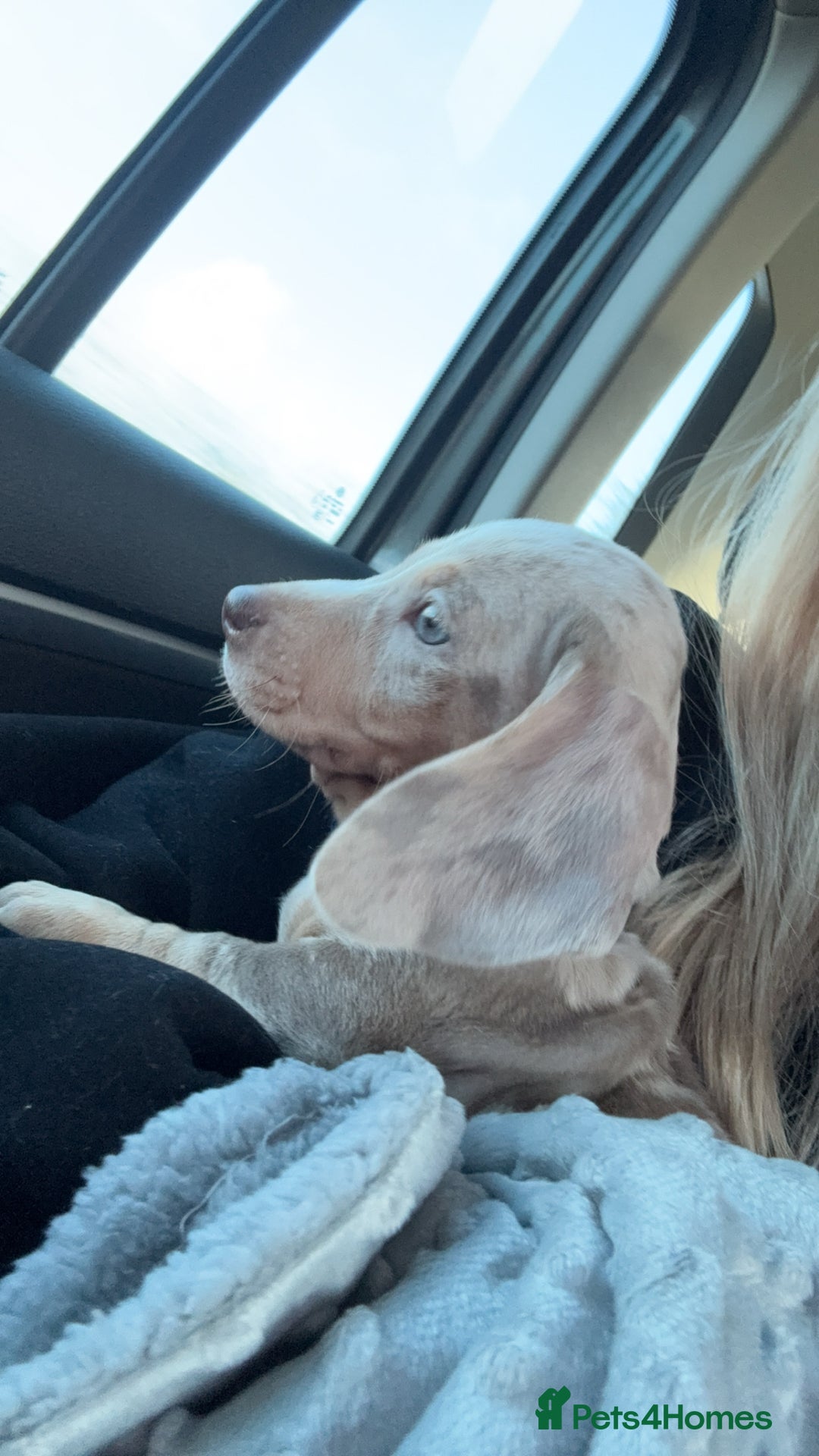 Miniature Dachshund dogs for sale: KC Miniature dachshund  - Image 8