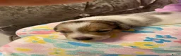 Jack Russell dogs for sale: Jack Russell puppies - Advert 10