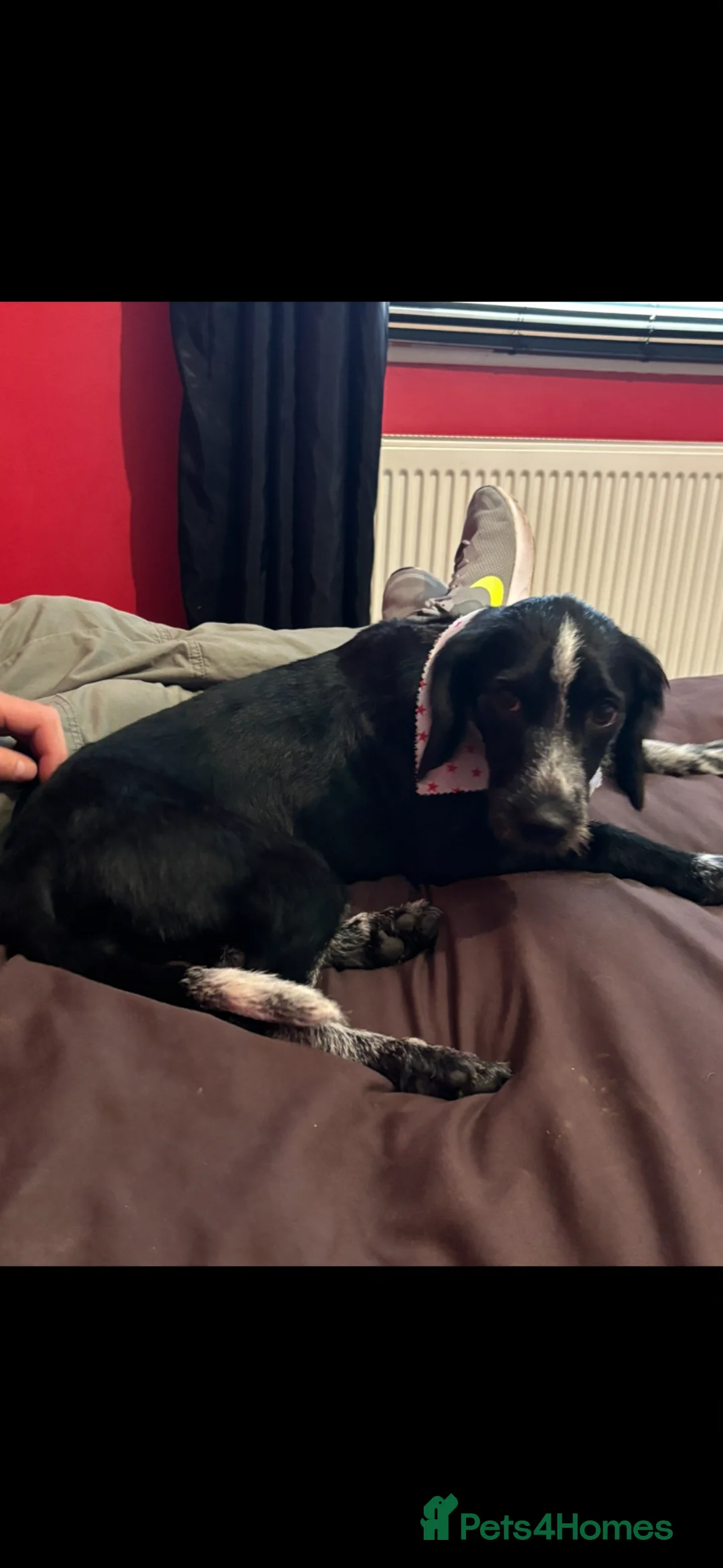 Mixed Breed dogs for sale: Female dachshund/cocker spaniel mix called Pepa in Glenrothes - Advert 6