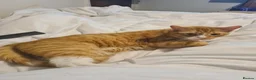 Domestic Shorthair cats for sale: Ginger Male Cat in Kidderminster - Advert 24