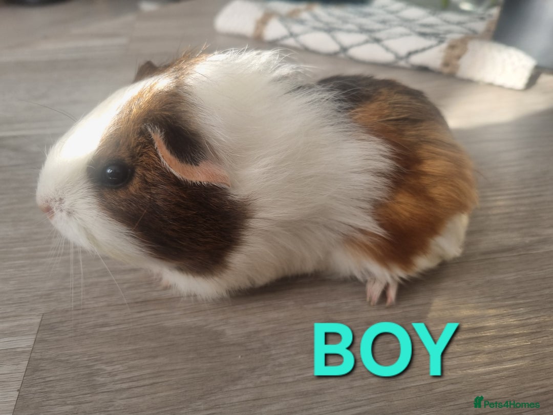 Guinea Pig rodents for sale: Guinea pigs for sale £25 each  - Image 8