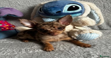 Mixed Breed dogs - Advert 10