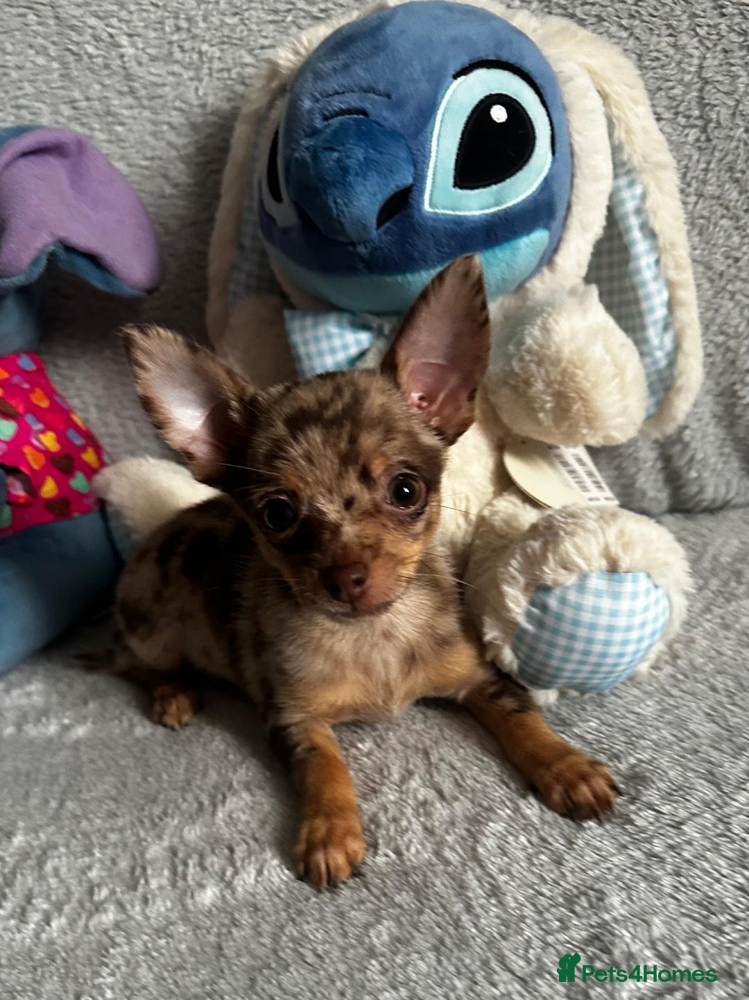 Mixed Breed dogs for sale: Chihuahua x  - Image 2