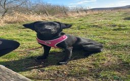 Labrador Retriever dogs for sale: Black female labrador - Image 2