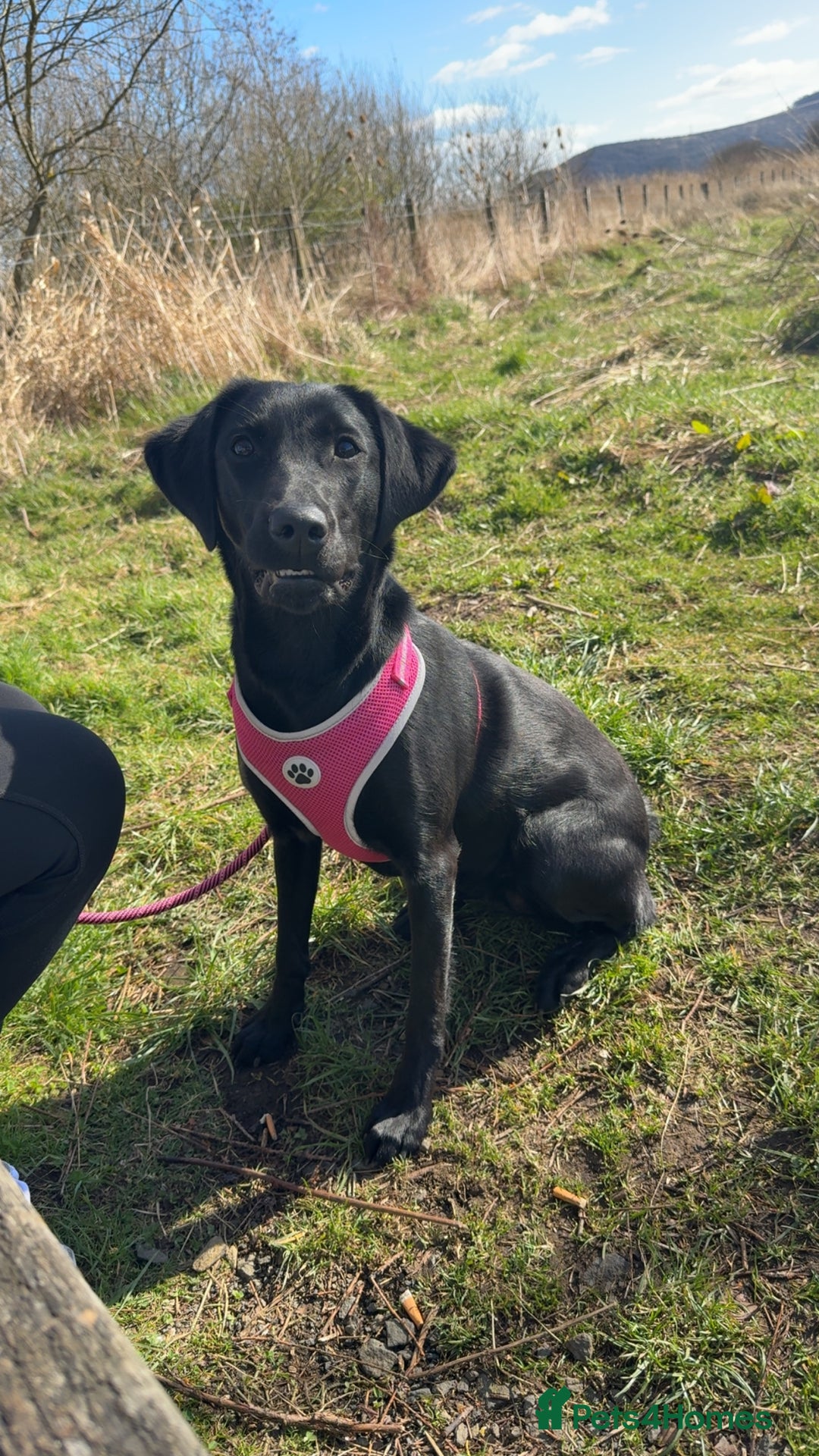 Labrador Retriever dogs for sale: Black female labrador - Image 2