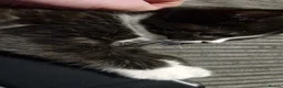 Mixed Breed cats for sale: Persian cross british short-hair kittens for sale - Advert 14