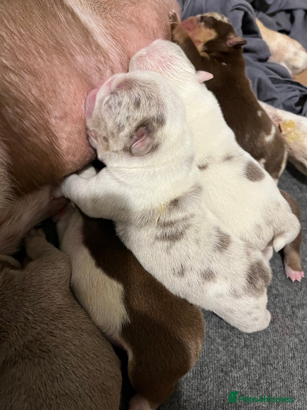 English Bulldog dogs for sale: QC puppies  - Image 7