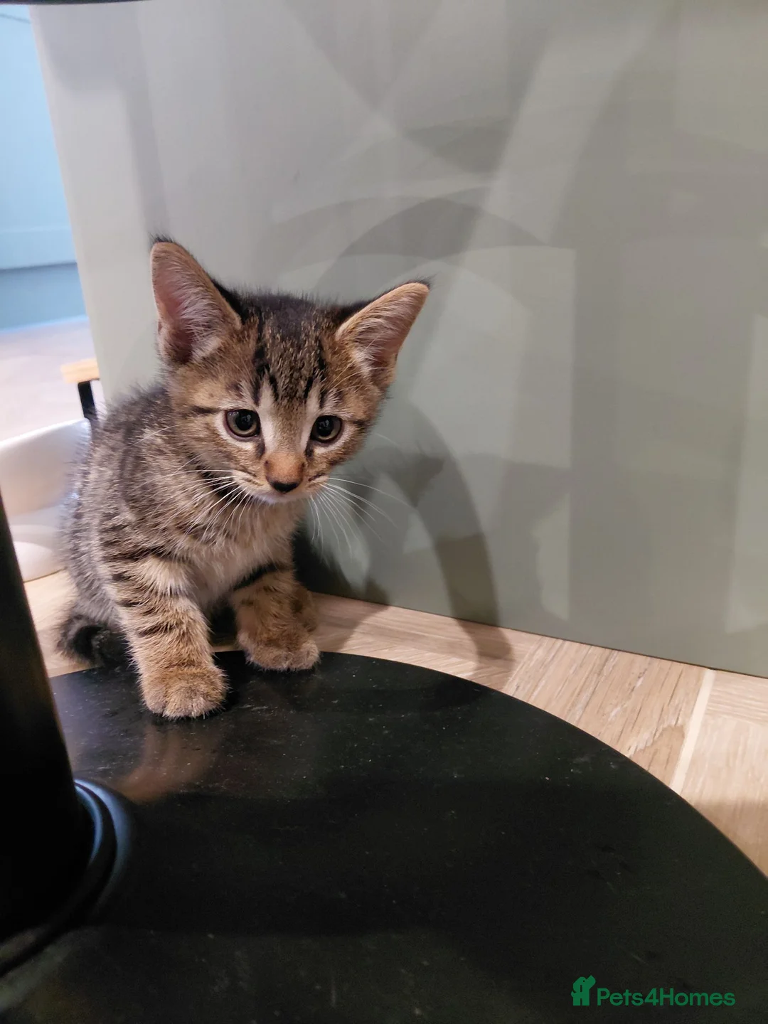 Mixed Breed cats for sale: Gorgeous little female bengal/tabby left in Thame - Advert 2