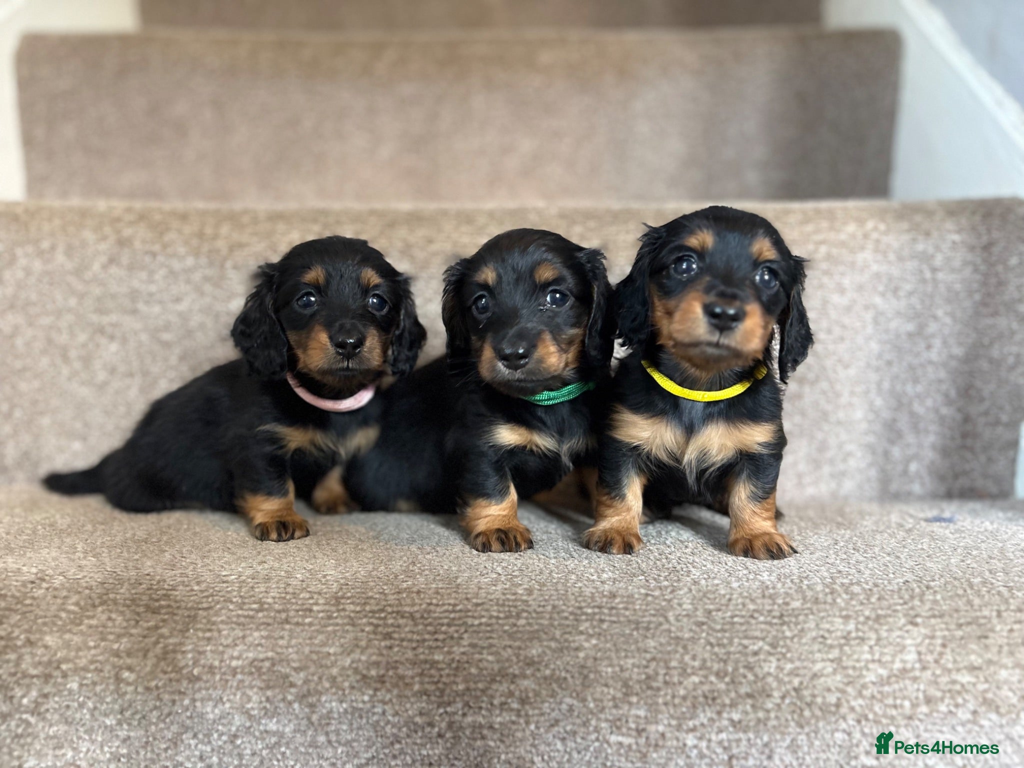 Miniature Dachshund dogs Last boy longhaired PRA clear - Advert 3