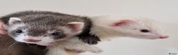 Ferret rodents for sale: Micro Ferrets - Advert 1