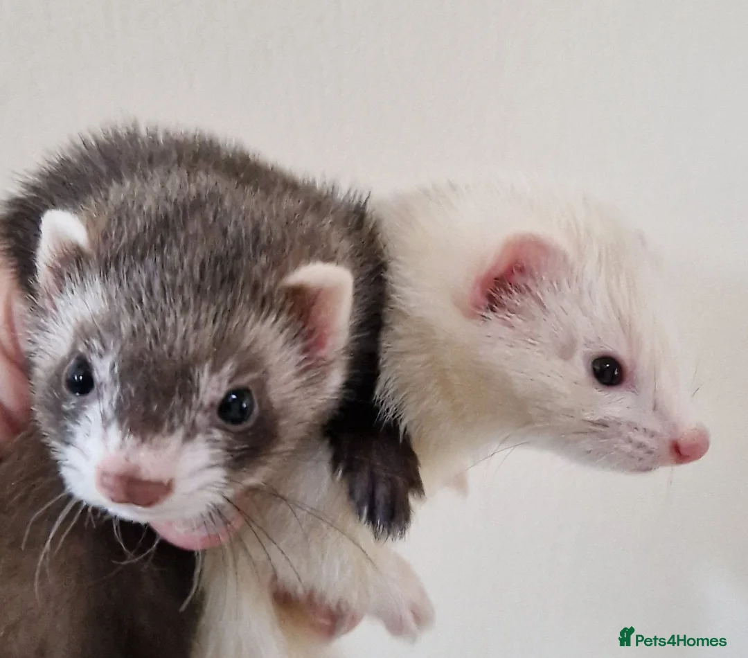 Ferret rodents for sale: Micro Ferrets - Advert 1