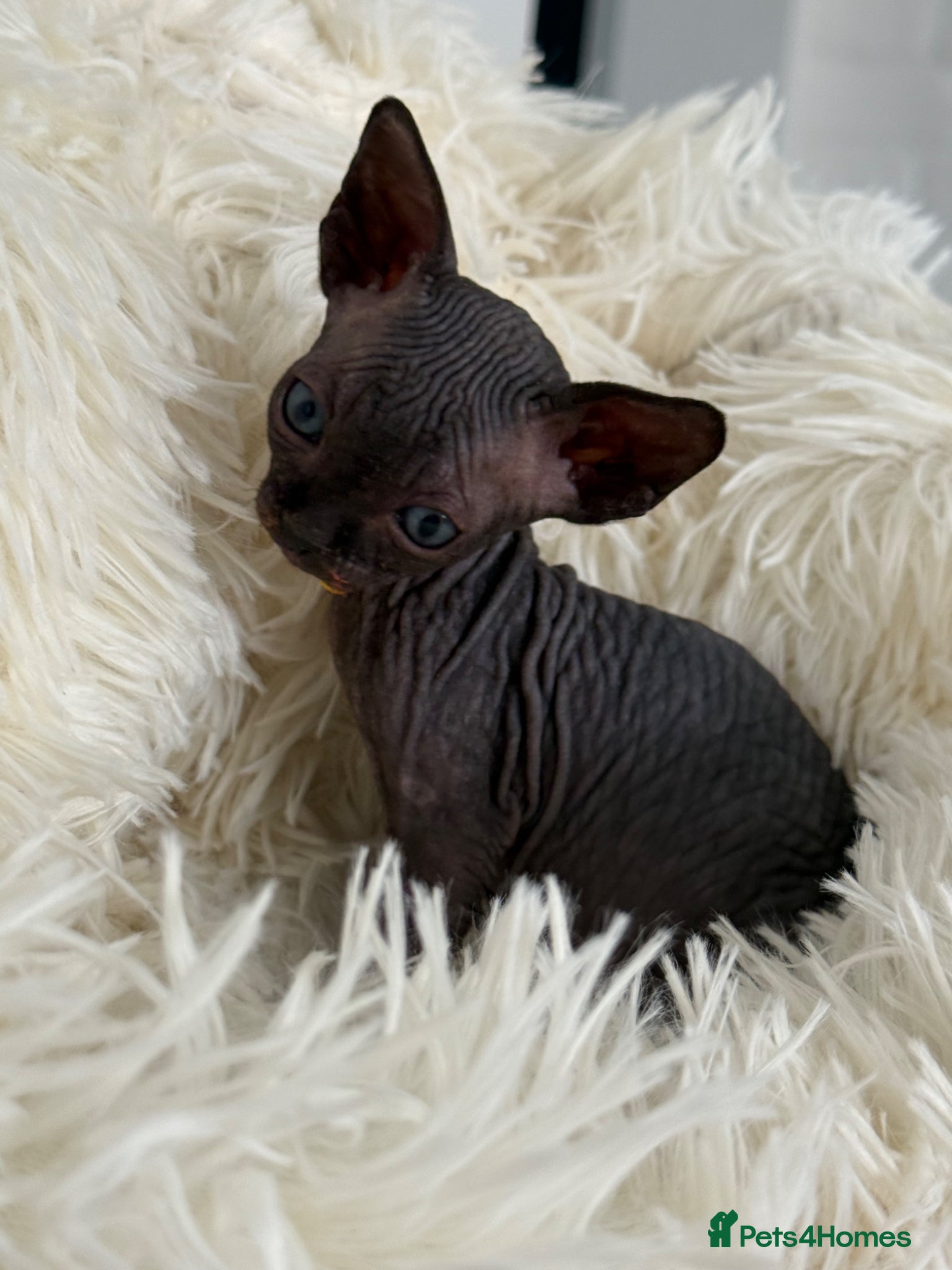 Sphynx cats Only 1 male left!♥️ - Advert 2