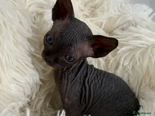 Sphynx cats Only 1 male left!♥️ - Advert 2