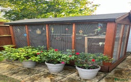 Budgerigars birds for sale: Budgies with an Aviary available. - Image 16