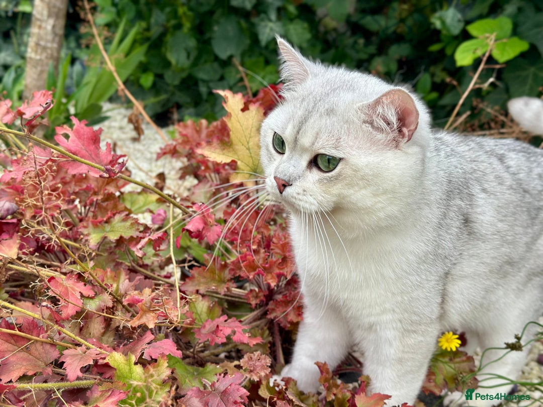 British Shorthair cats for stud: GCCF BSH (NS12) for stud  in Ipswich - Advert 7