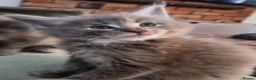 Maine Coon cats for sale: Maine coon pedigree kittens  - Advert 16