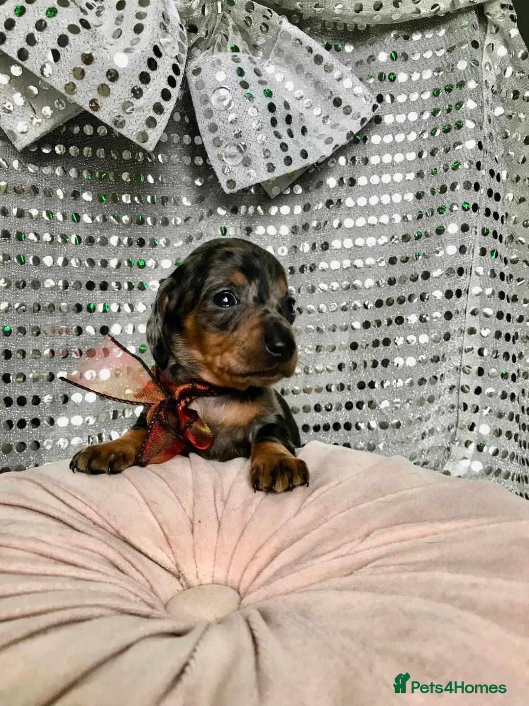 Miniature Dachshund dogs for sale: 🐶 4 miniature duschund puppies🐕 - Advert 3