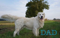 Golden Retriever dogs for sale: Old English Cream Retriever puppies expected 🐾 - Image 2