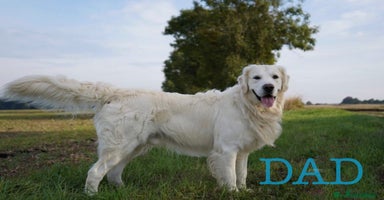 Golden Retriever dogs - Advert 11