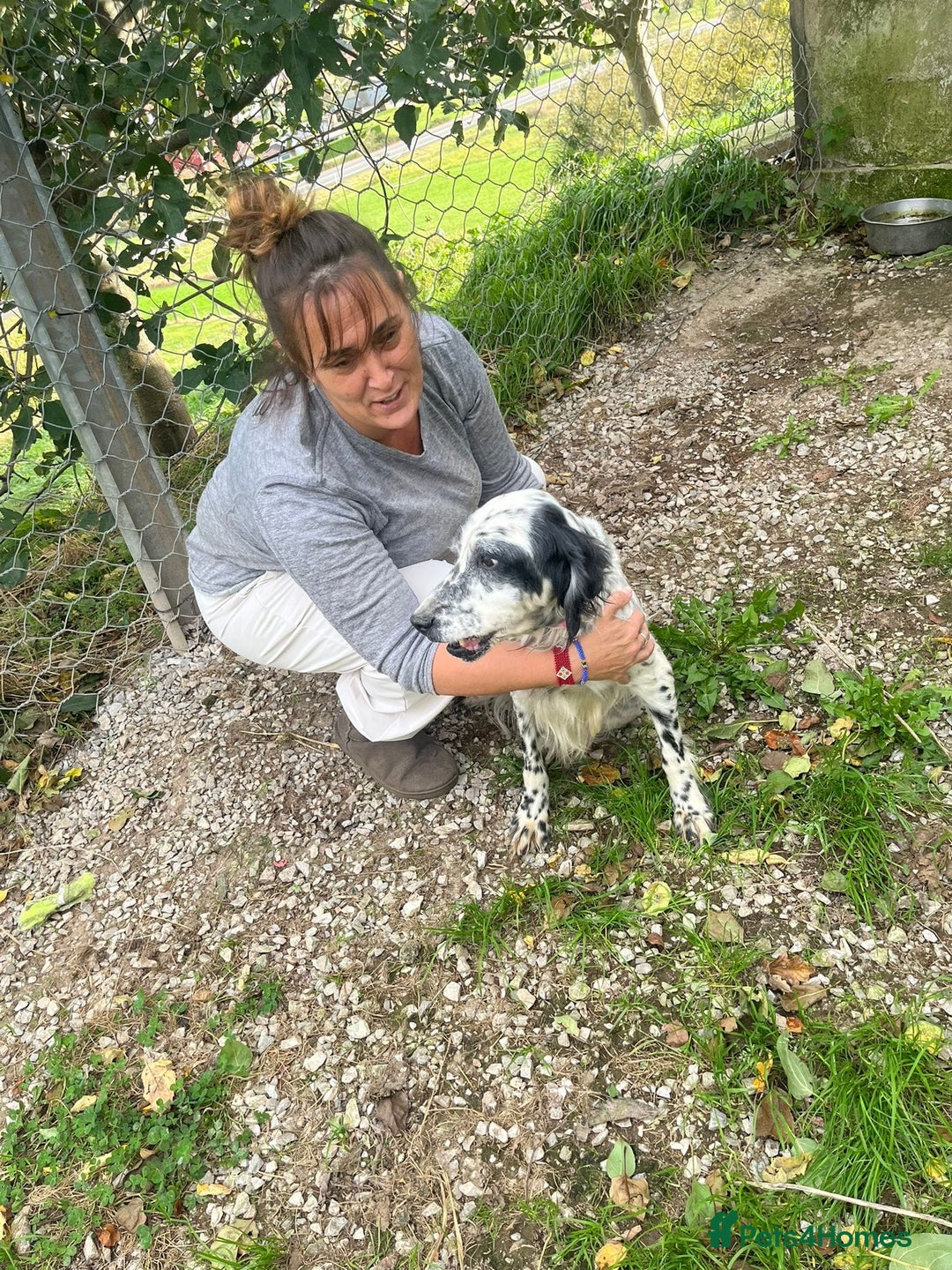 English Setter dogs for adoption: Mascotte - Advert 14