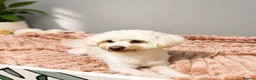 Maltese dogs for sale: Maltese Puppy - Advert 4