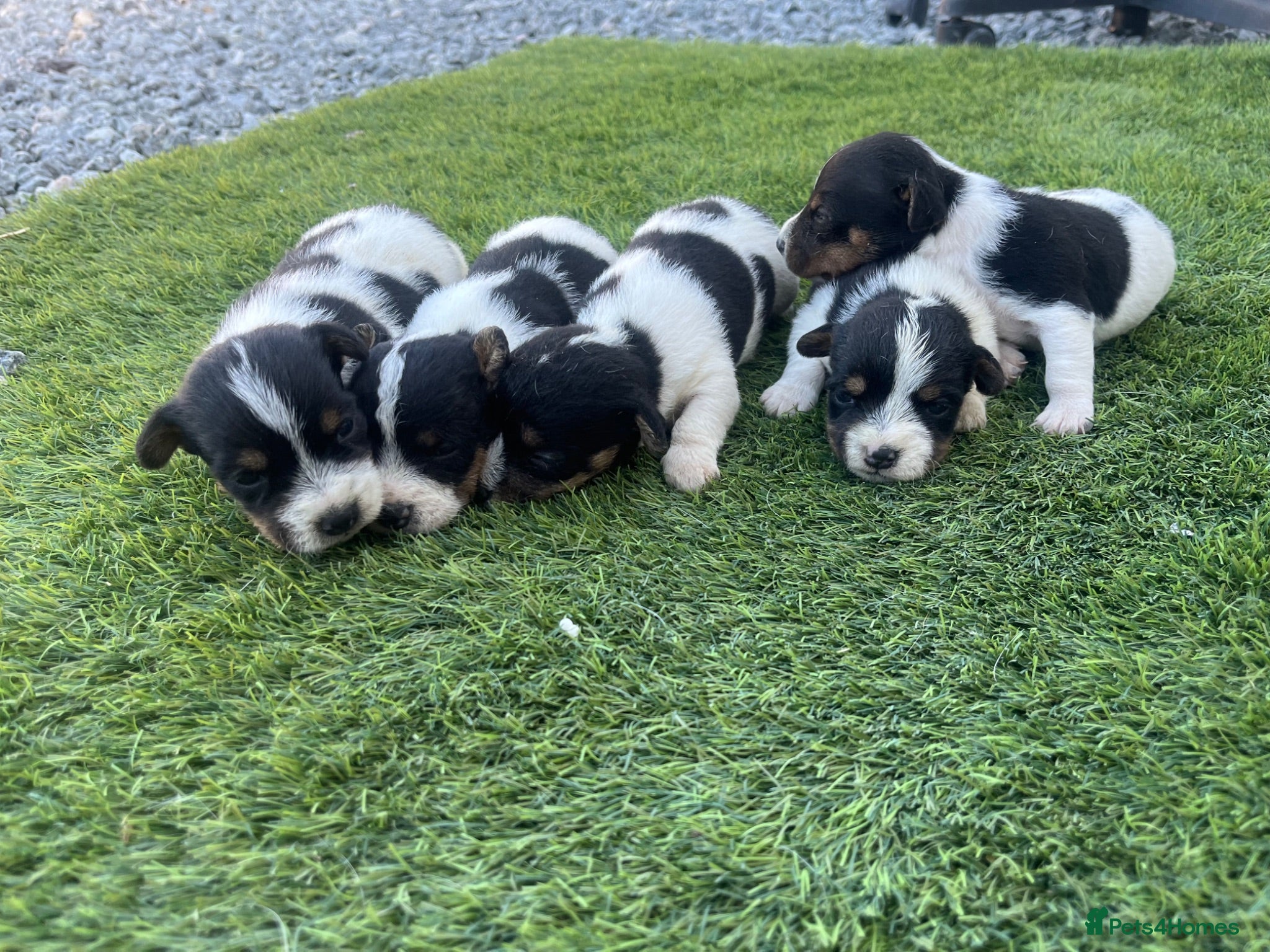 Jack Russell dogs 5 adorable Jack Russell puppies 🐶❤️ - Advert 1