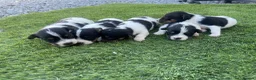 Jack Russell dogs for sale: 5 adorable Jack Russell puppies 🐶❤️ - Advert 1